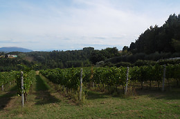 Podere Caldaruccio Agriturismo La Pineta