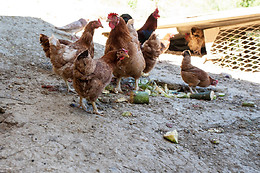 Podere Caldaruccio Agriturismo La Pineta