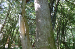 RUTAS XANZÁ