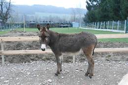 Ferme SAXERMATT